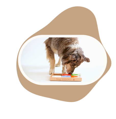 Chien qui joue avec un puzzle sudoku